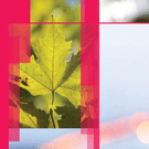 taste festival image